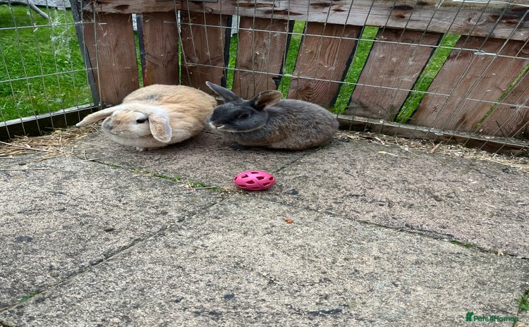 English Lop rabbits - Advert 13