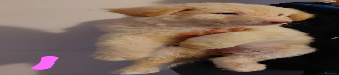 German Shepherd Puppy 1