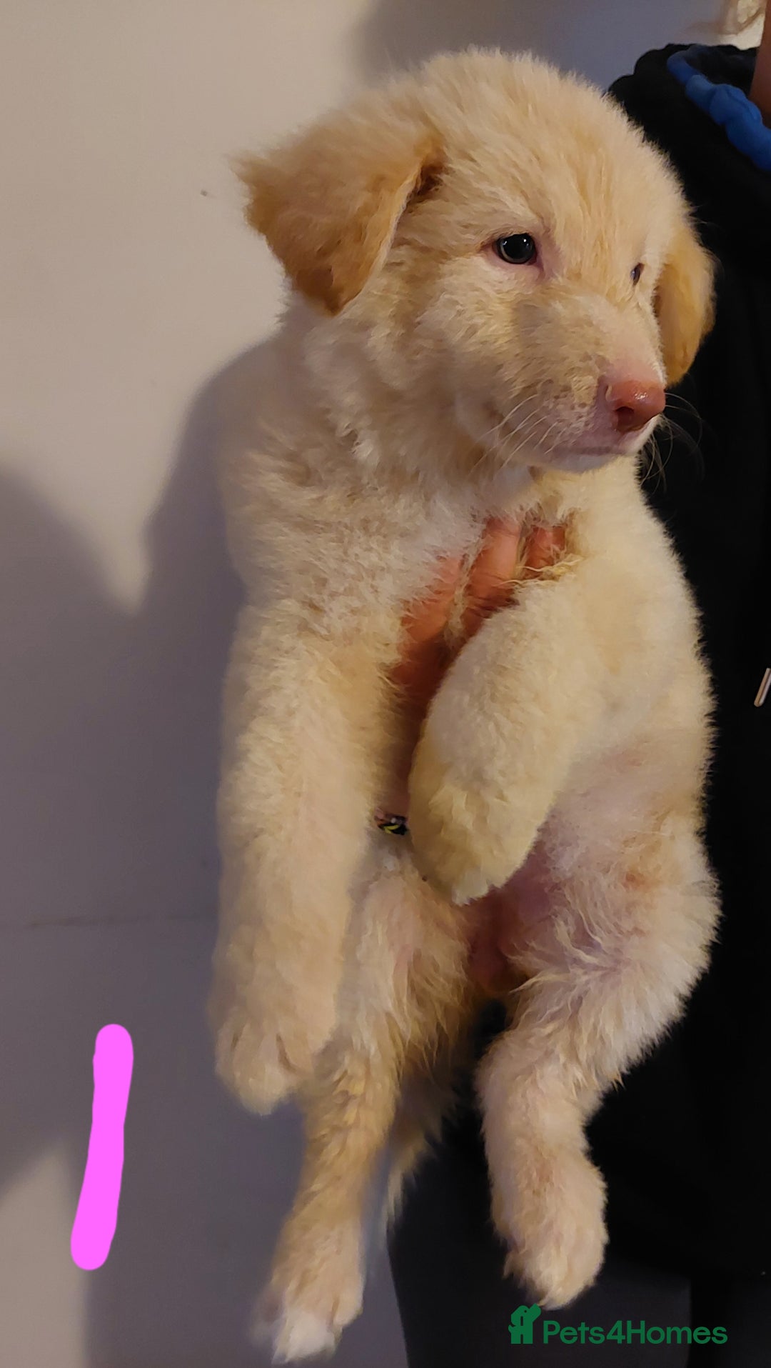 German Shepherd dogs for sale: Stunning litter of german shepherd puppies - Image 1