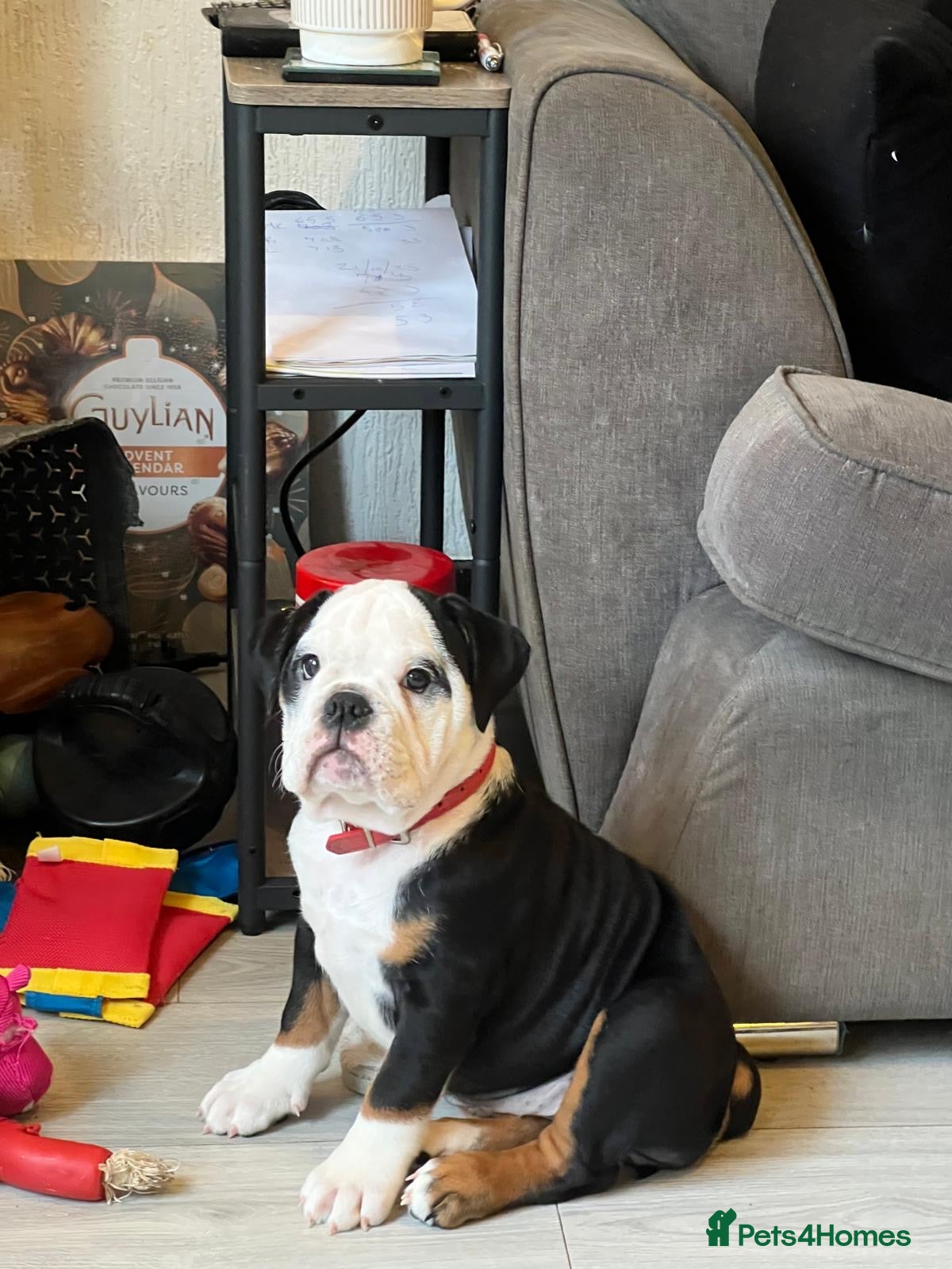 English Bulldog dogs Gorgeous English bulldog puppy NEBBR REGISTERD - Advert 10