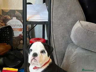 English Bulldog dogs Gorgeous English bulldog puppy NEBBR REGISTERD - Advert 12