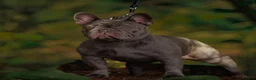 French Bulldog dogs for stud: French Bulldog Stud 🔥 The Next Generation - Advert 11
