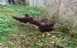 Chickens poultry for sale: Rhode Island Red pullets - Image 3
