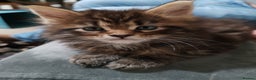 Maine Coon cats for sale: Vilma V.  - Advert 8