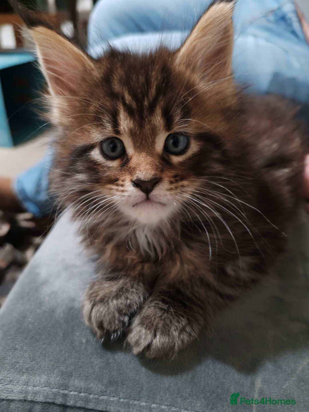 Maine Coon cats for sale: Vilma V.  - Advert 8