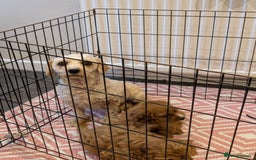 Cavachon dogs for sale: 2 Stunning Deep Red F1b Cavachon Puppies💙🩷 - Advert 8