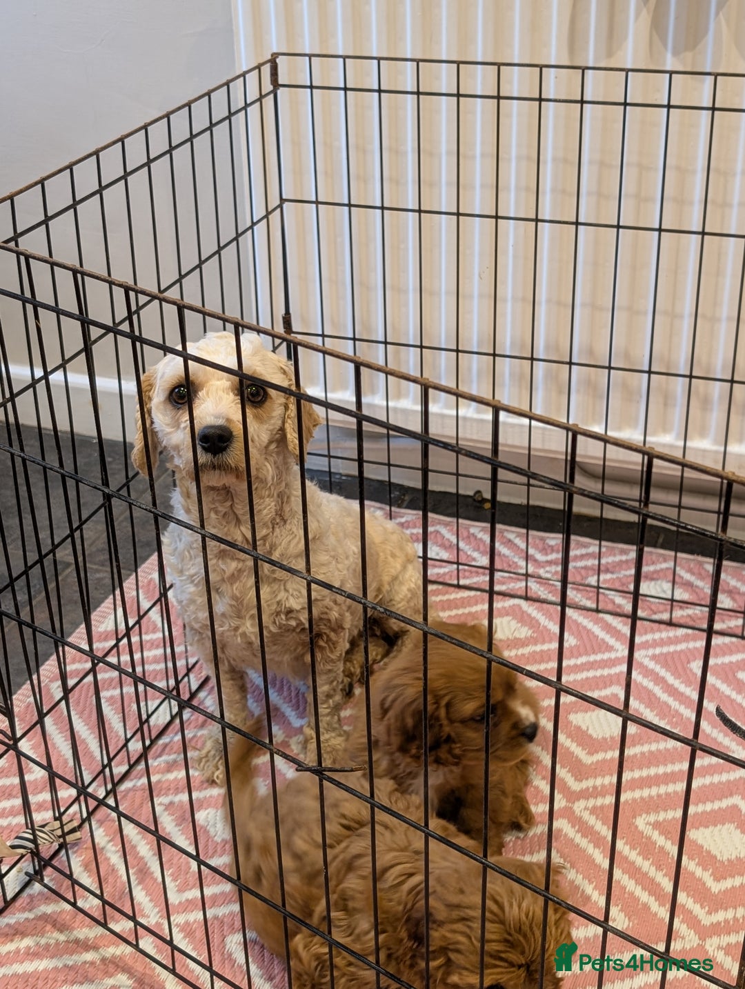 Cavachon dogs for sale: 2 Stunning Deep Red F1b Cavachon Puppies💙🩷 - Advert 8