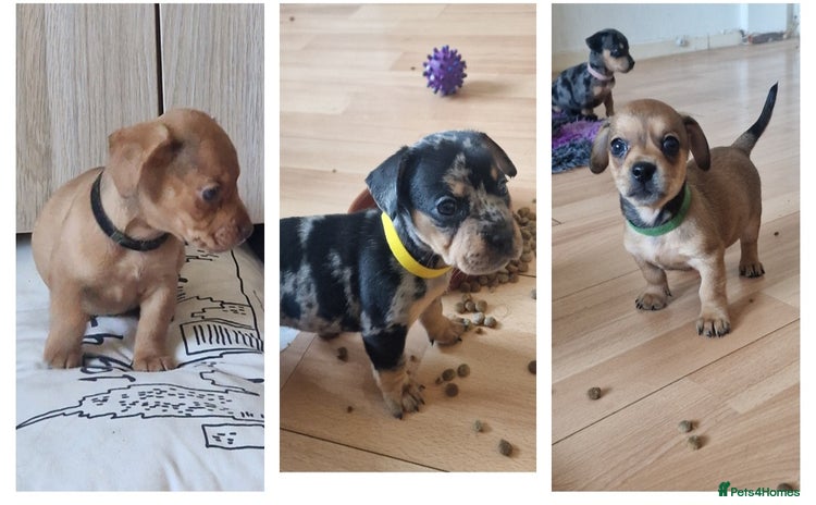 Mixed Breed dogs - Advert 7