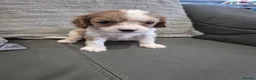 Cavapoo dogs for sale: F1 Cavapoo's  - Advert 15