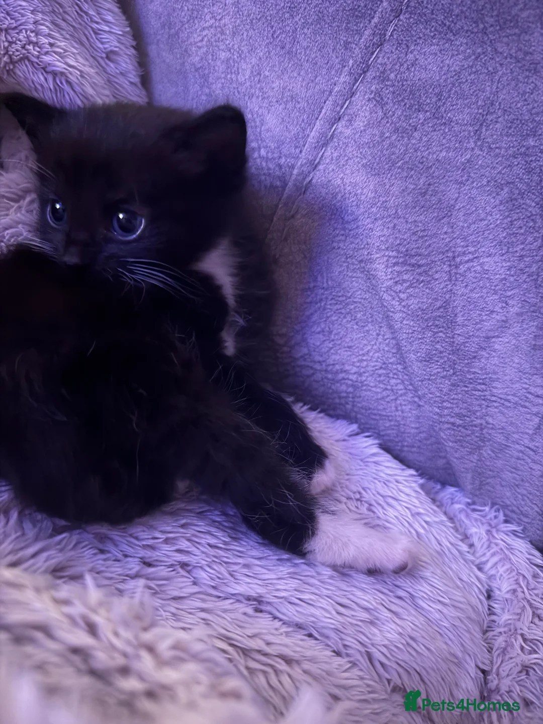 Mixed Breed cats for sale: Two beautiful kittens  - Advert 6