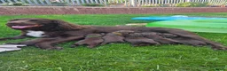 Sprocker dogs for sale: Working sprocker spaniels - Advert 15