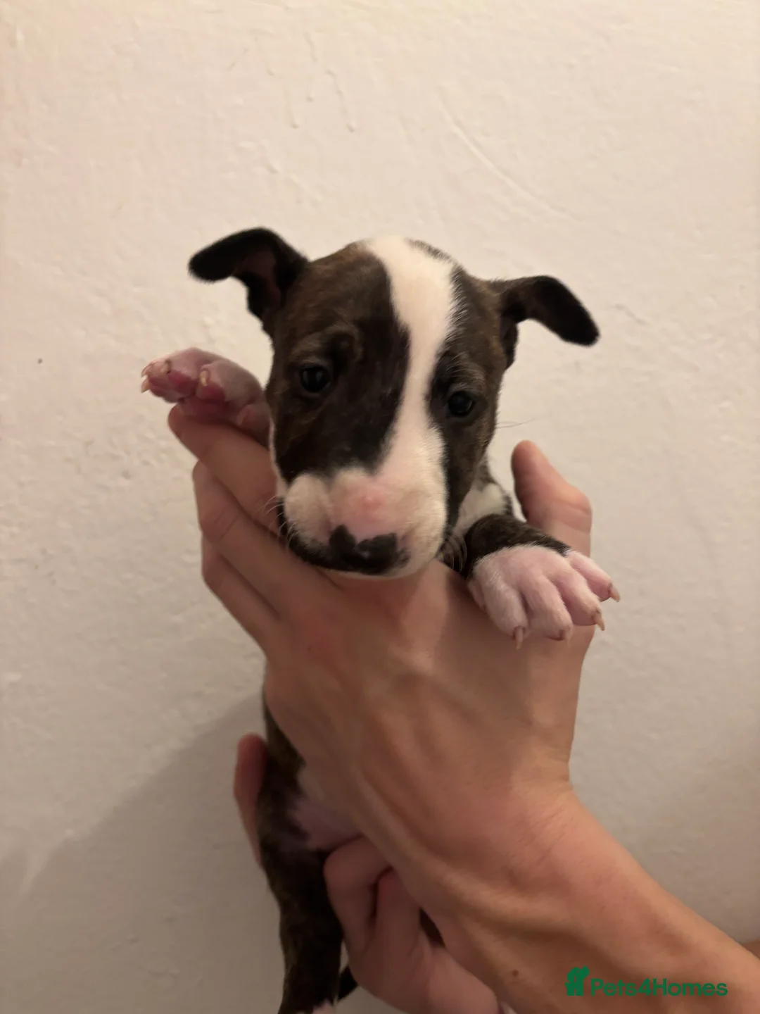 English Bull Terrier dogs for sale: KC English bullterriers puppys x5 - Advert 8