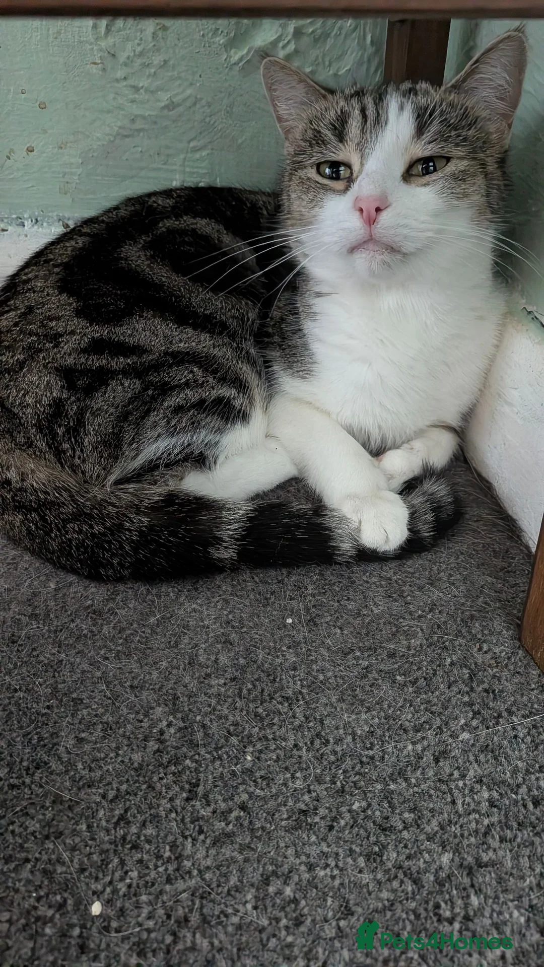 Mixed Breed cats for sale: 2 young female cats. Mother and daughter.  - Advert 2
