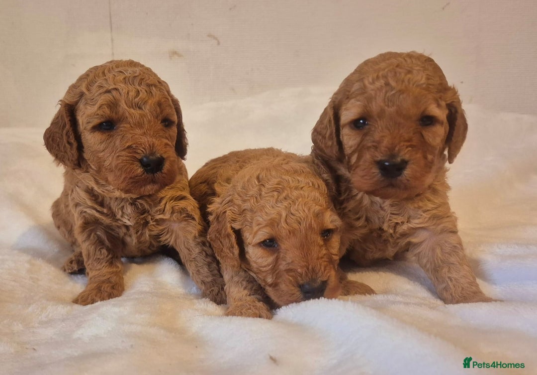 Miniature Poodle dogs for sale: Stunning Health Tested Red Miniature Poodles - Advert 1