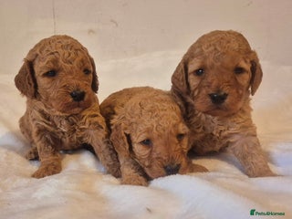 Miniature Poodle dogs Stunning Health Tested Red Miniature Poodles - Advert 2