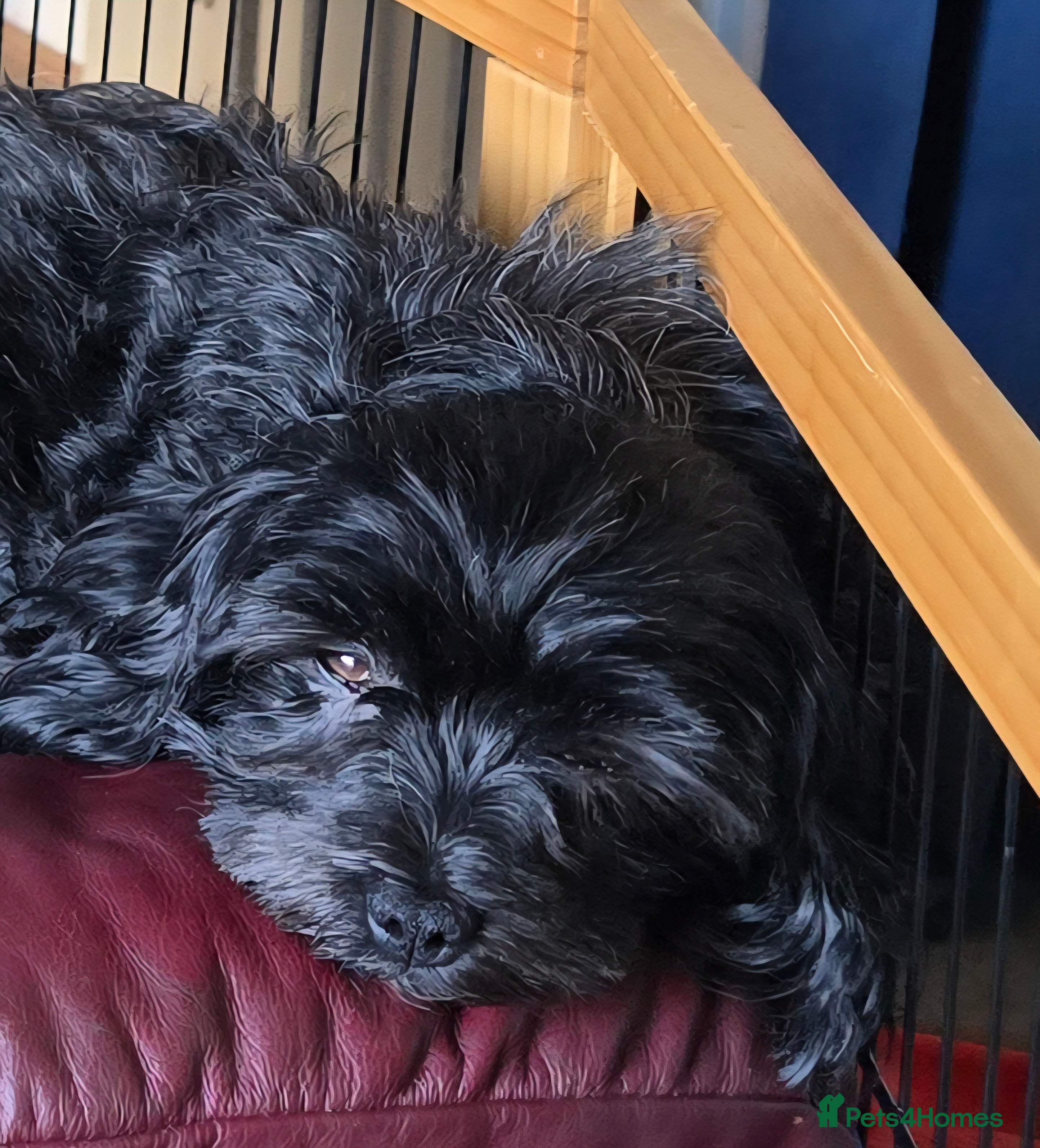 Havanese dogs Seeking her Forever Home  - Advert 2