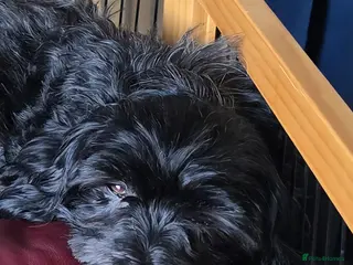 Havanese dogs Seeking her Forever Home - Advert 2