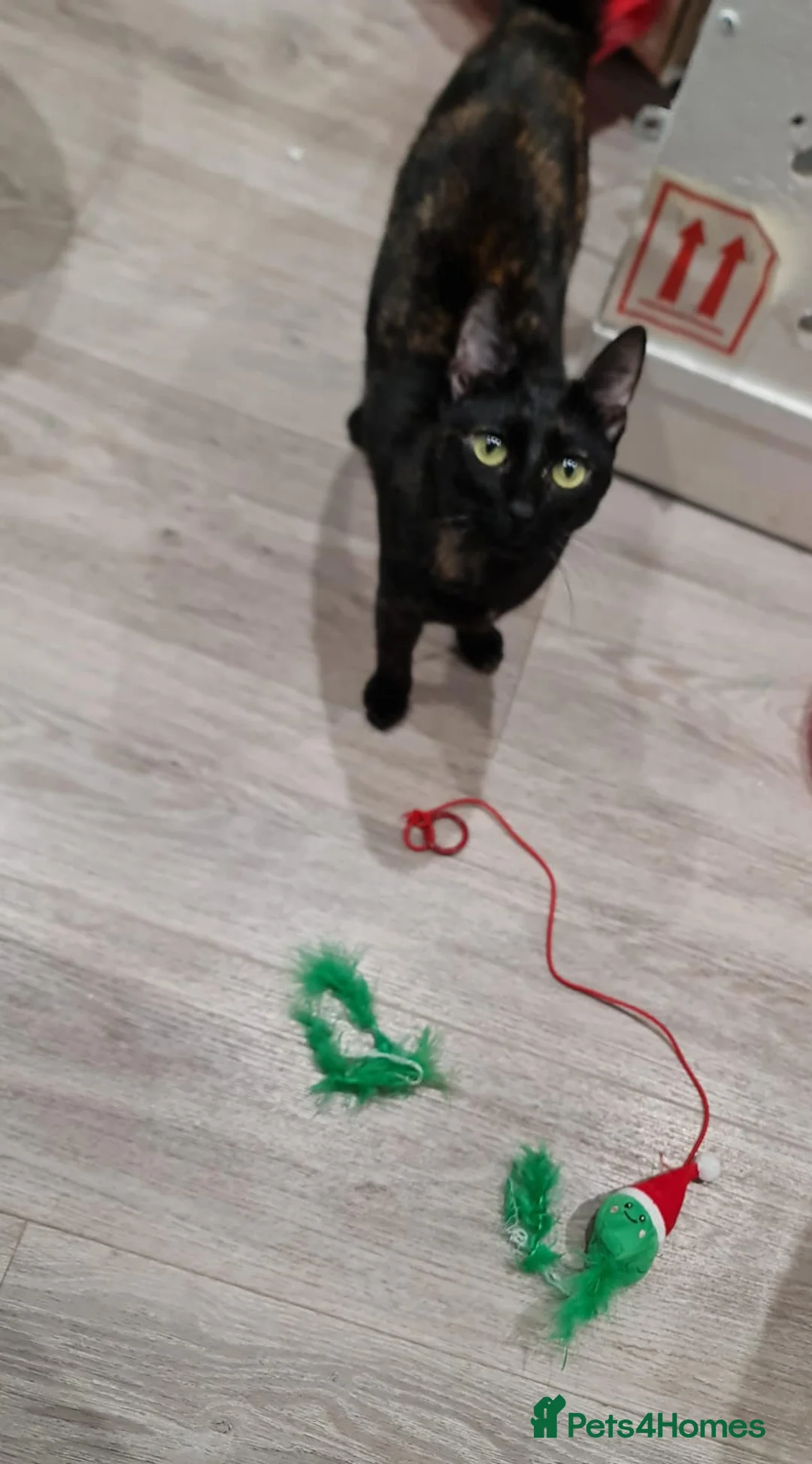 Mixed Breed cats for adoption: Indoor Tortie - super affectionate, chatty, loving - Advert 6