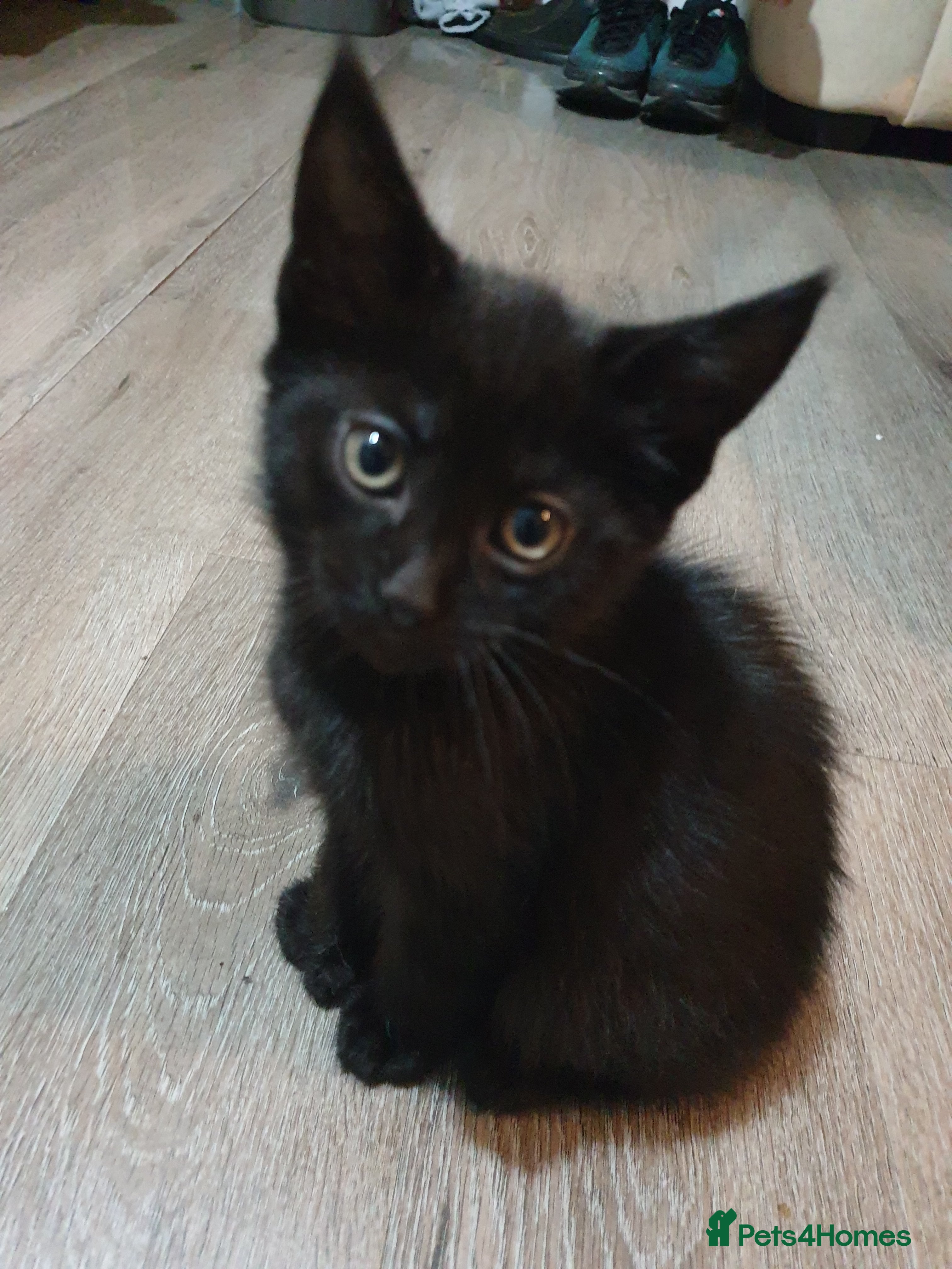 Mixed Breed cats Kitten for sale - Advert 1