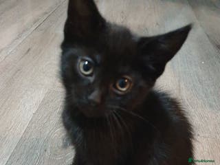 Mixed Breed cats Kitten for sale - Advert 2