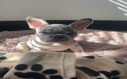 French Bulldog dogs for sale: French bull dog puppy  - Image 6