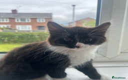 Mixed Breed cats for sale: Half Maine coon - Image 1