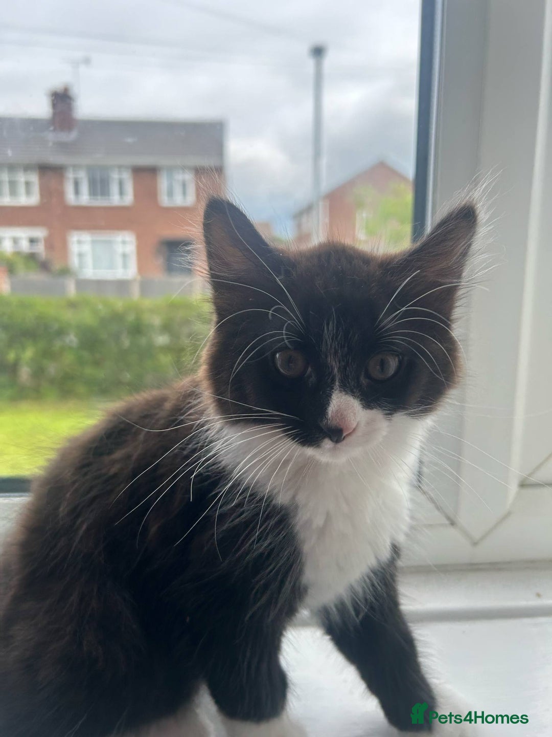 Mixed Breed cats for sale: Half Maine coon - Image 1