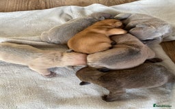 French Bulldog dogs for sale: French bulldog pups  - Image 9