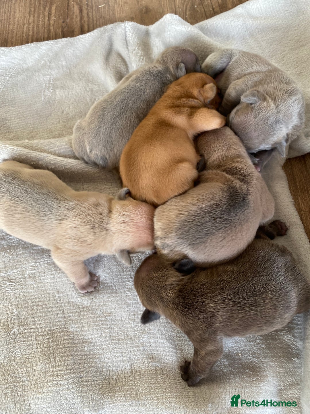 French Bulldog dogs for sale: French bulldog pups  - Image 9