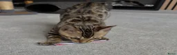 Bengal cats for sale: Bengal kitten size XXL - Advert 5