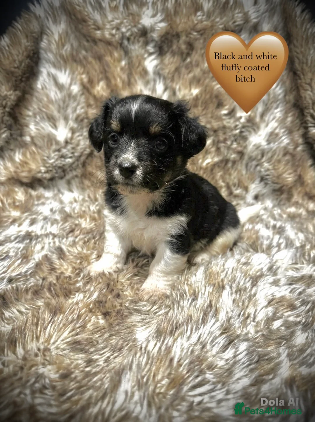 Jack Russell dogs for sale: Beautiful traditional and Merle jack Russels  - Advert 3