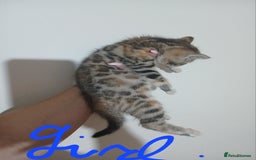 Mixed Breed cats for sale: Beutyful bengal babies wisbech 🐈😻 - Advert 13