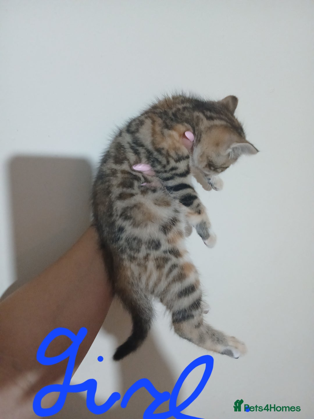 Mixed Breed cats for sale: Beutyful bengal babies wisbech 🐈😻 - Advert 13