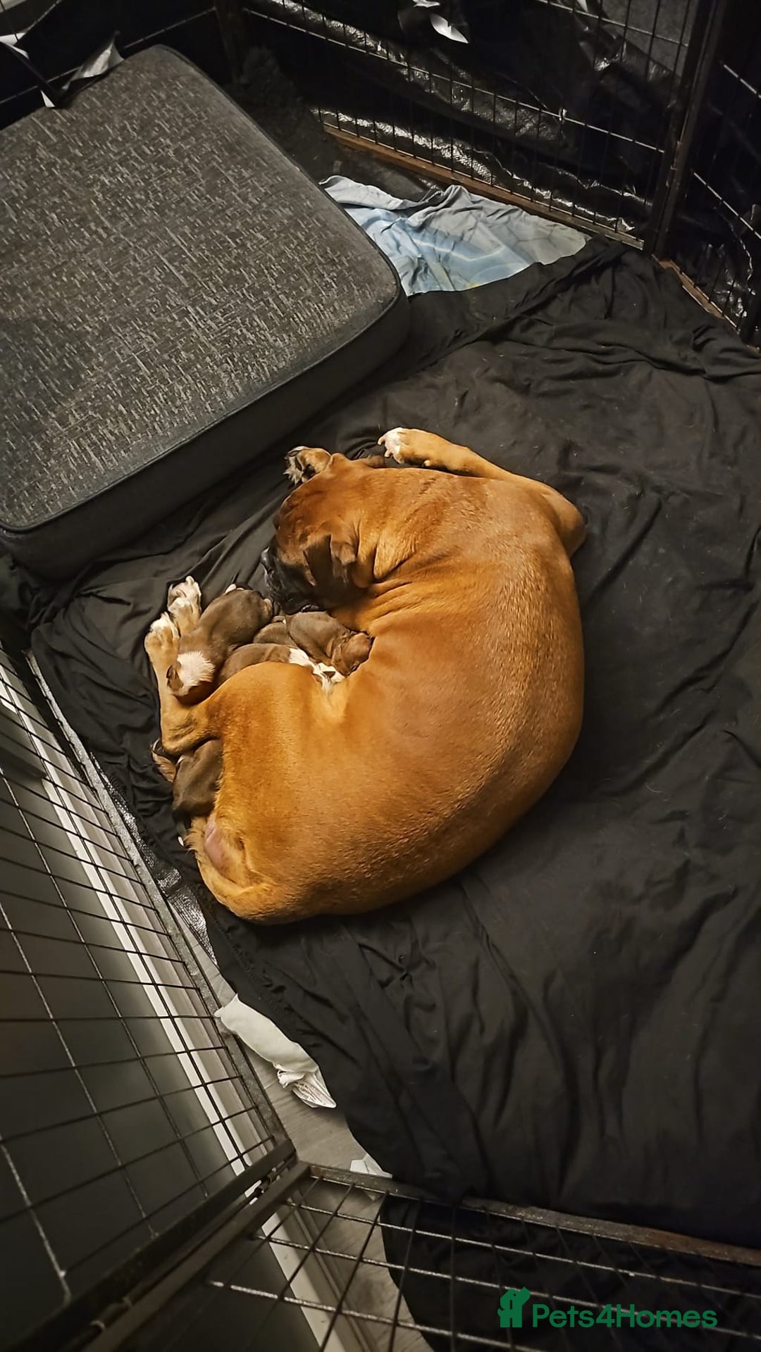 Boxer dogs for sale: Boxer babies - Advert 2