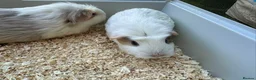 Guinea Pig rodents for sale: Guinea Pigs (Boys & Girls – Sold in Groups) - Advert 7