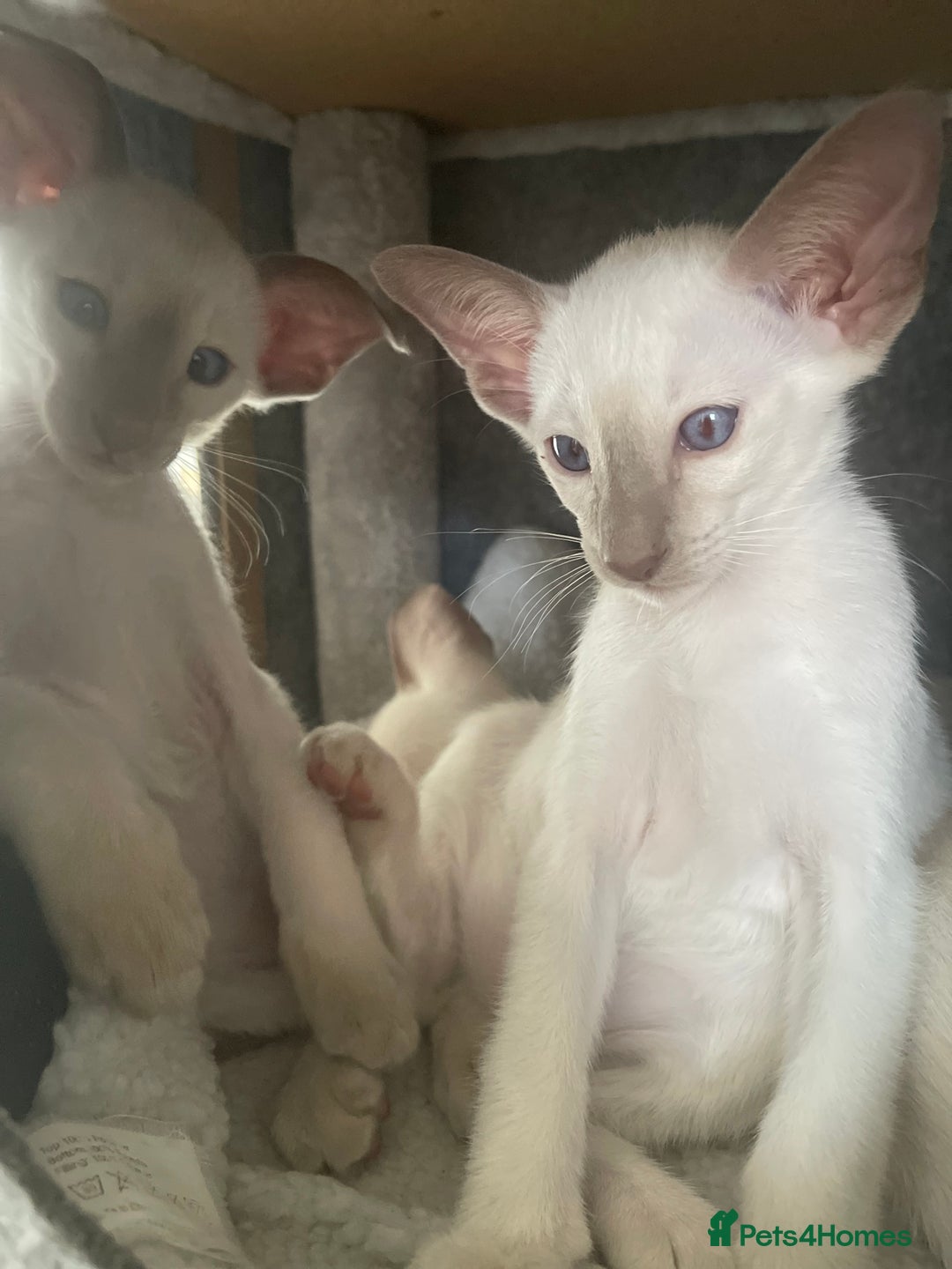 Siamese cats for sale: Lovely Siamese kittens🩵 in Leeds - Image 11