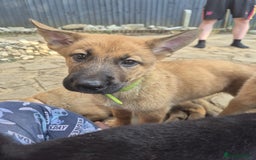 German Shepherd dogs for sale: Only 1 female GSD puppy left, ready to go. - Image 1