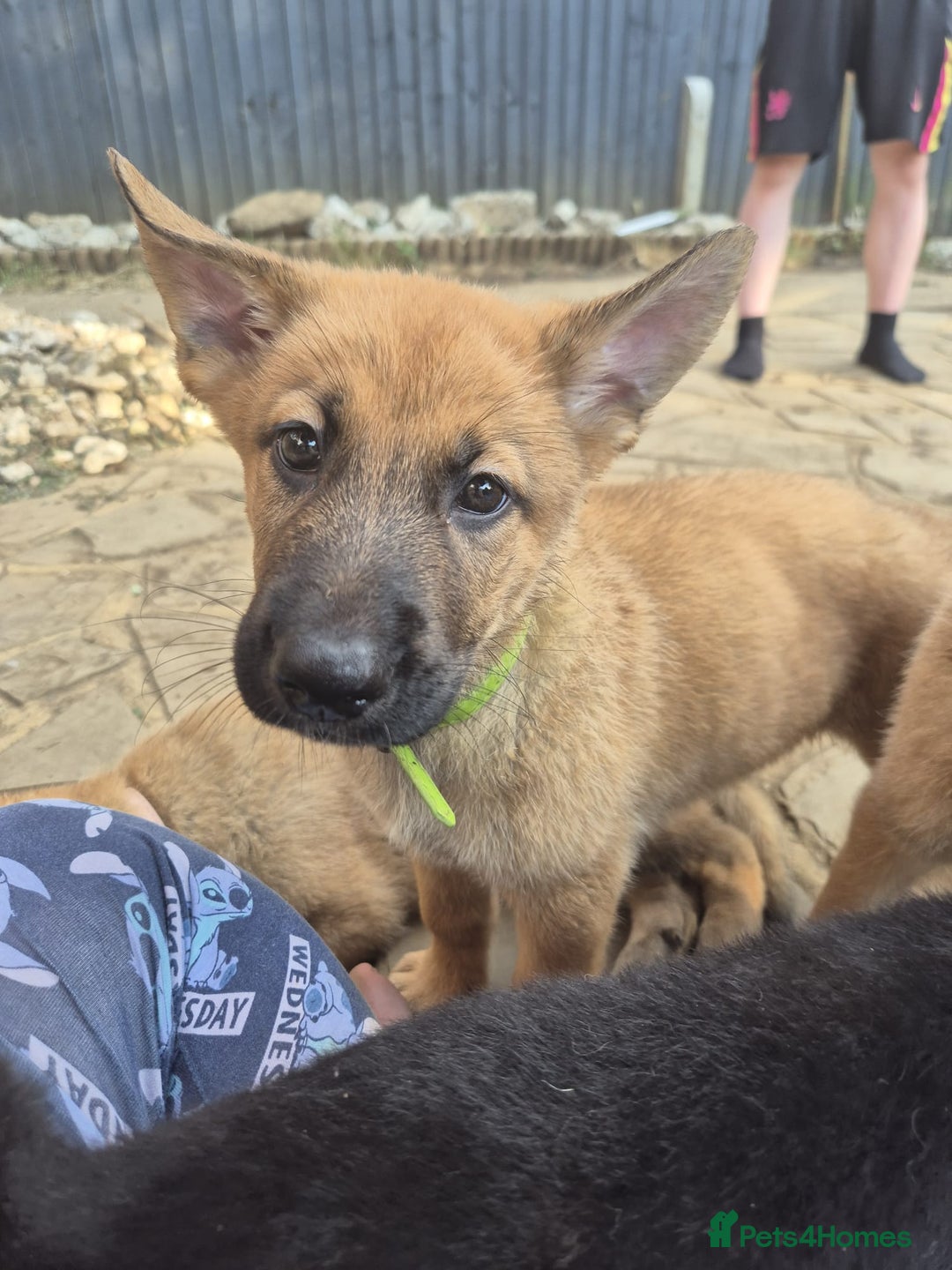 German Shepherd dogs for sale: Only 1 female GSD puppy left, ready to go. - Image 1
