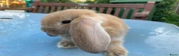French Lop rabbits for sale: French Lop Bunnies in London - Advert 11