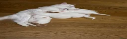 Turkish Angora cats for sale: Kittens - Advert 1