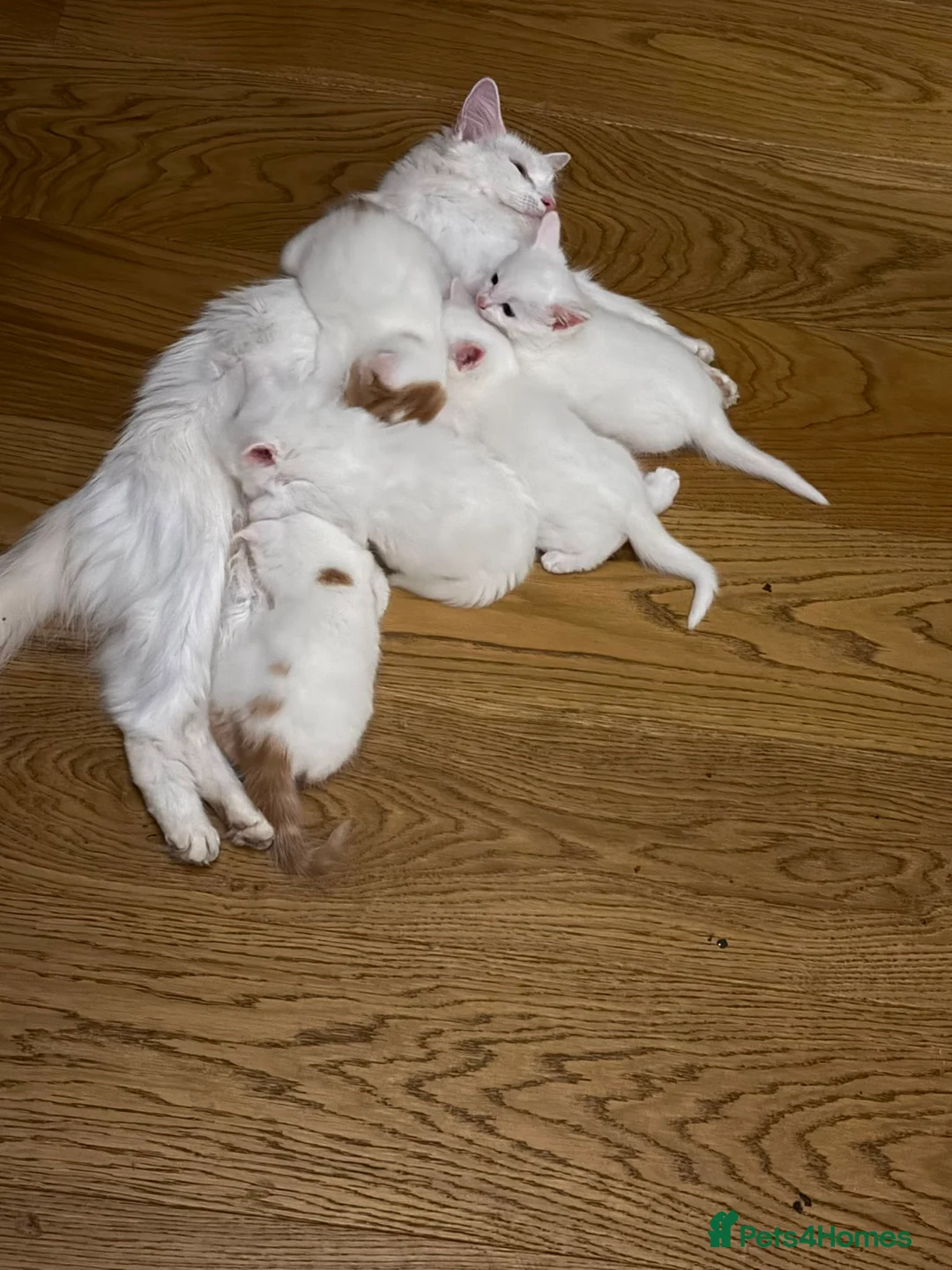 Turkish Angora cats for sale: Kittens - Advert 1