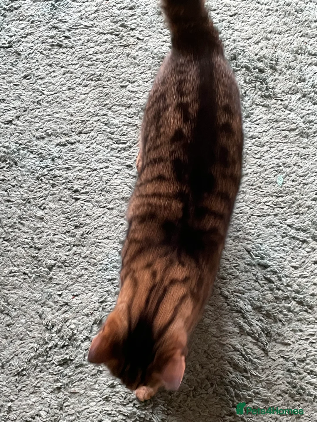 Mixed Breed cats for sale: Beautiful female tabby cat for sale  - Advert 7