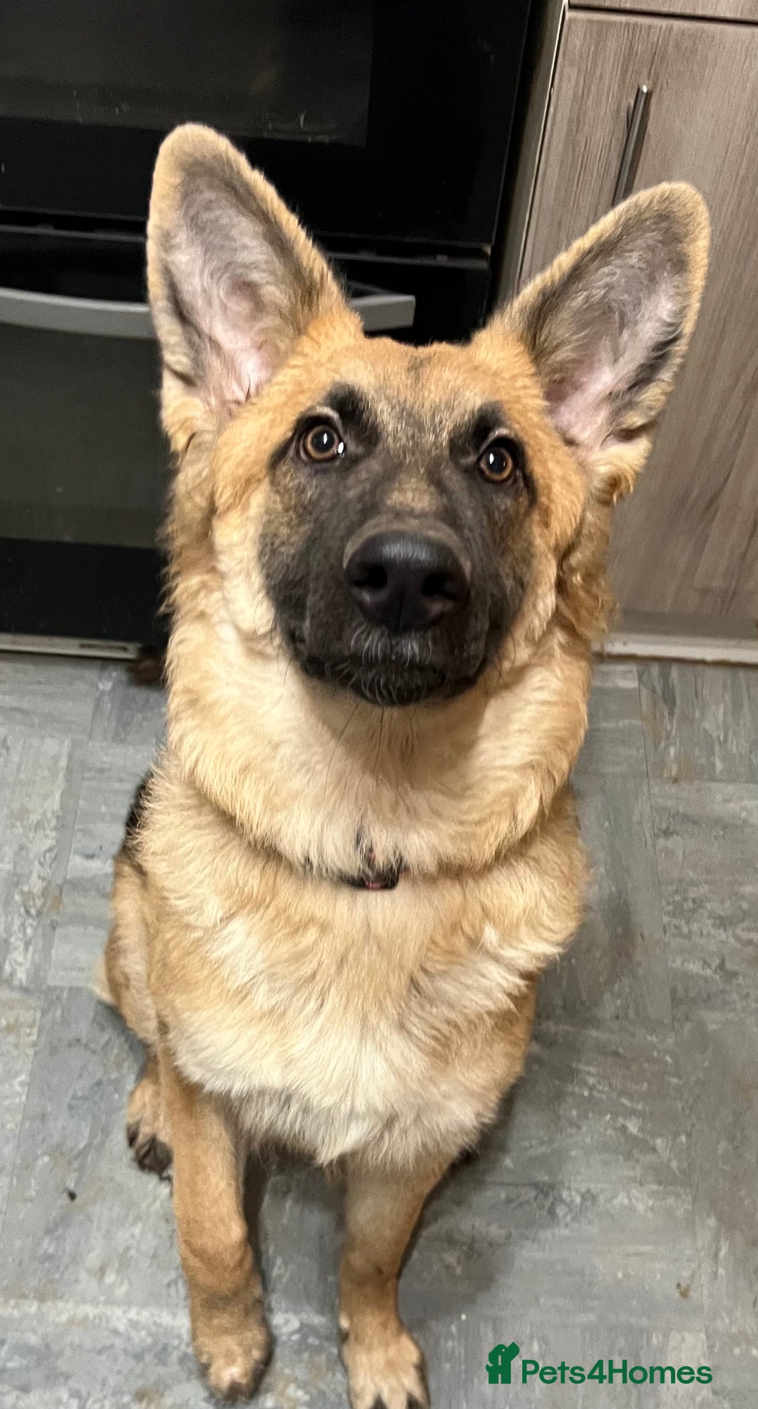 German Shepherd dogs for sale: Beautiful straight backed German shepherd  - Advert 4