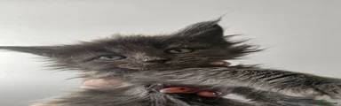 Maine Coon 4