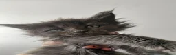 Maine Coon cats for sale: Tica Reg Maine coon kittens  in Truro - Advert 10