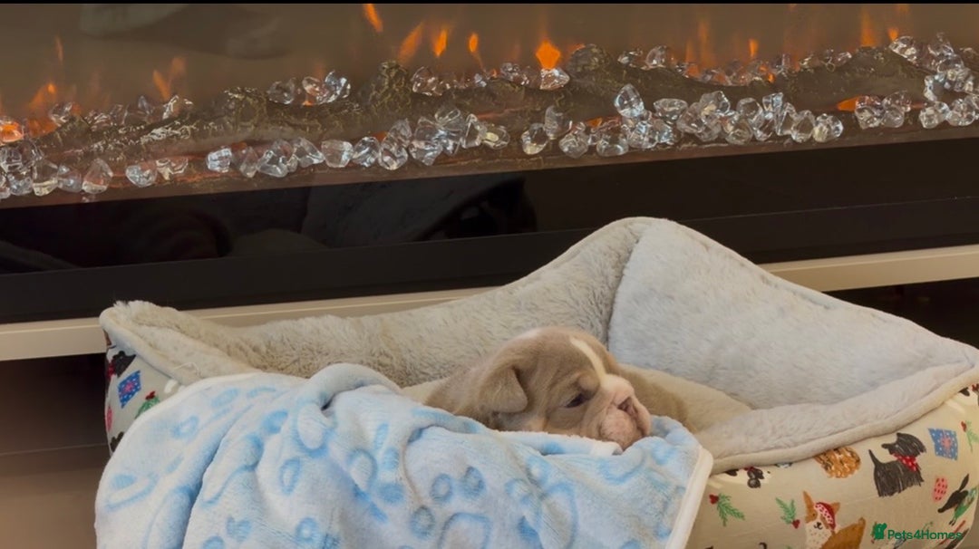 English Bulldog dogs for sale: Stunning posherbulls Turkish pups (last pup left) - Advert 5