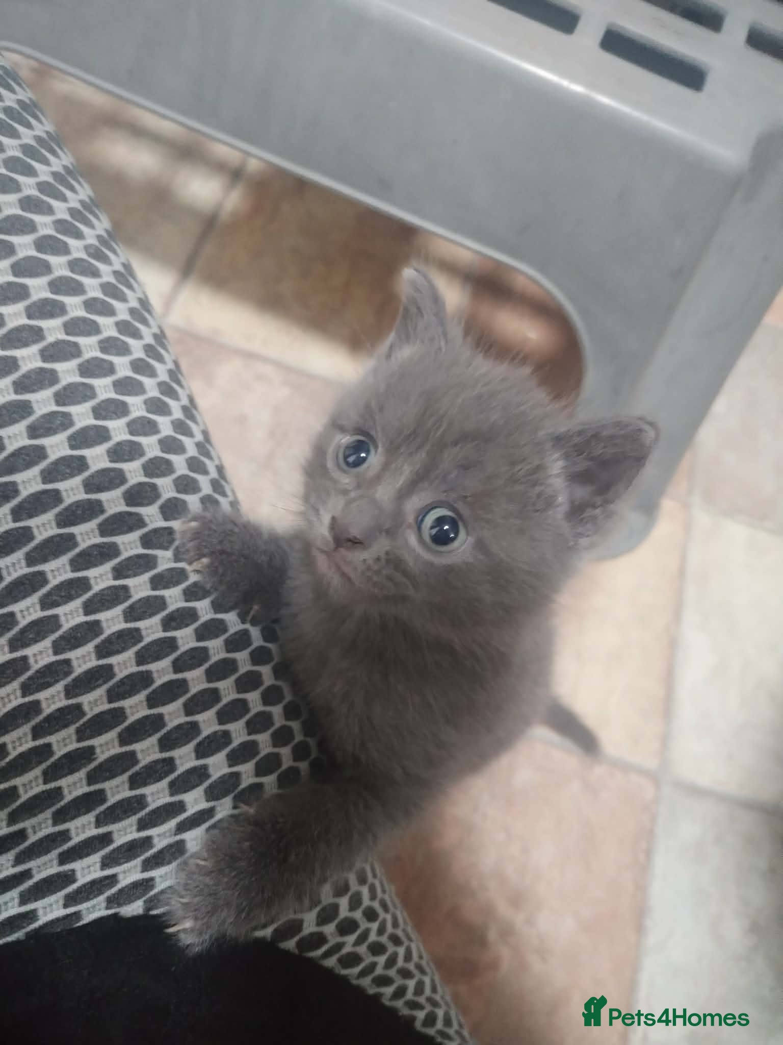 British Shorthair cats for sale: British short hair kittens in Cleckheaton - Advert 12