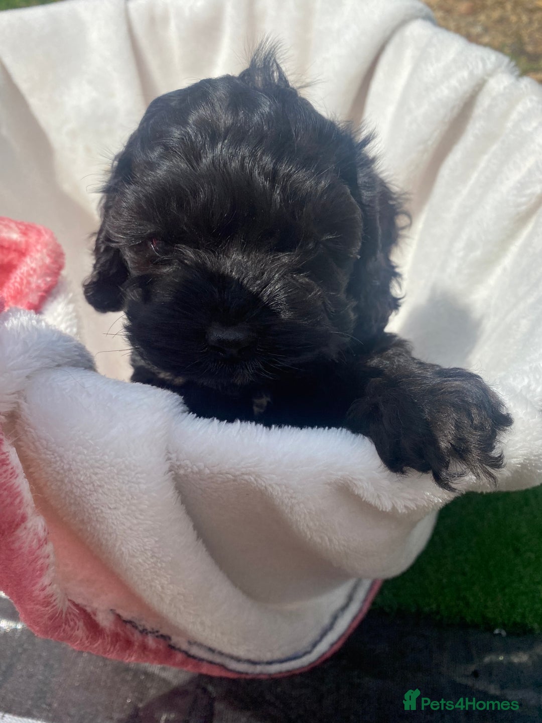 Cockapoo dogs for sale: American cockapoos rare green eyes phantoms - Image 9