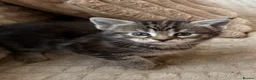 Maine Coon cats for sale: Fluffy Maine Coon Kittens - Advert 13