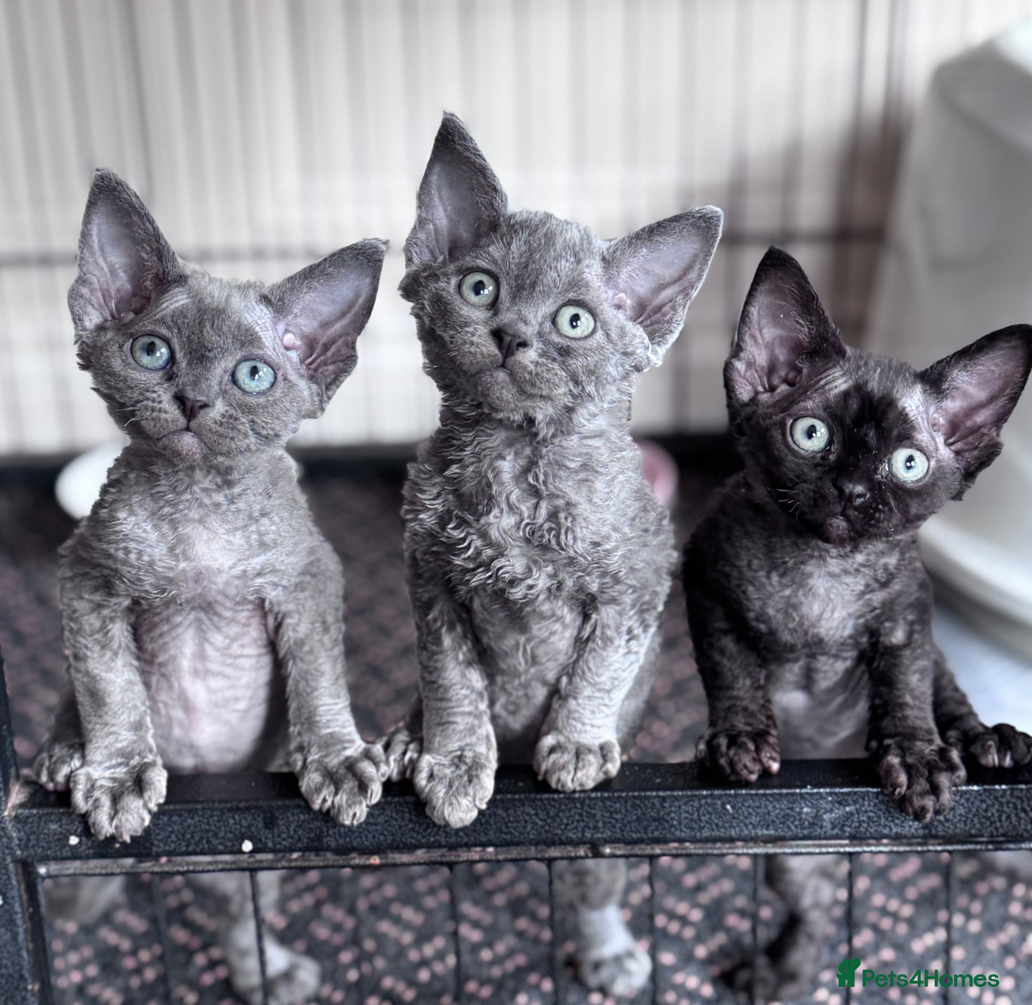 Devon Rex cats 3 Fabulous pedigree girls - Advert 1